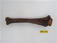 藏品(老虎脛骨)的圖片